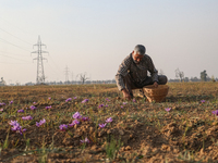 A Kashmiri man plucks saffron flowers during the harvest season in the Pampore area of Pulwama, south of Srinagar, Indian Administered Kashm...