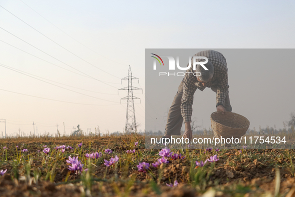 A Kashmiri man plucks saffron flowers during the harvest season in the Pampore area of Pulwama, south of Srinagar, Indian Administered Kashm...