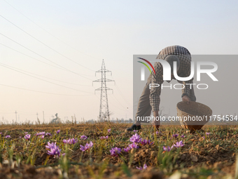 A Kashmiri man plucks saffron flowers during the harvest season in the Pampore area of Pulwama, south of Srinagar, Indian Administered Kashm...