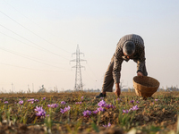 A Kashmiri man plucks saffron flowers during the harvest season in the Pampore area of Pulwama, south of Srinagar, Indian Administered Kashm...