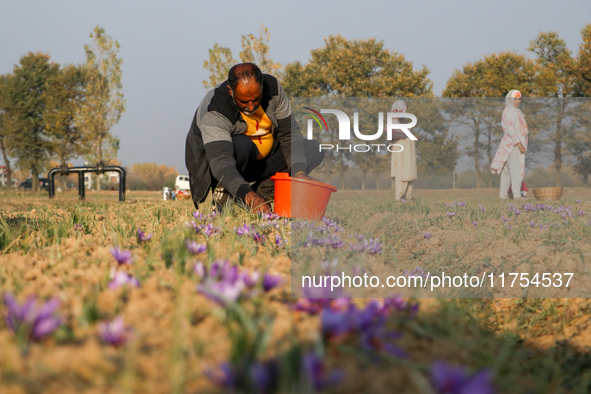 A Kashmiri man plucks saffron flowers during the harvest season in the Pampore area of Pulwama, south of Srinagar, Indian Administered Kashm...