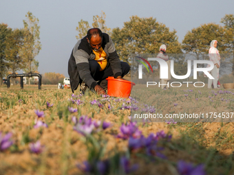 A Kashmiri man plucks saffron flowers during the harvest season in the Pampore area of Pulwama, south of Srinagar, Indian Administered Kashm...