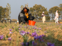 A Kashmiri man plucks saffron flowers during the harvest season in the Pampore area of Pulwama, south of Srinagar, Indian Administered Kashm...