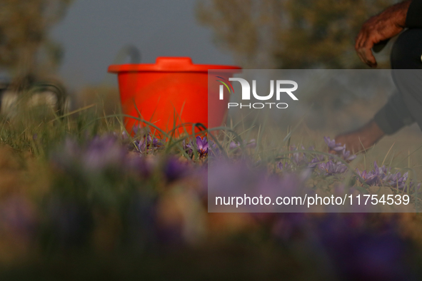 A Kashmiri man plucks saffron flowers during the harvest season in the Pampore area of Pulwama, south of Srinagar, Indian Administered Kashm...