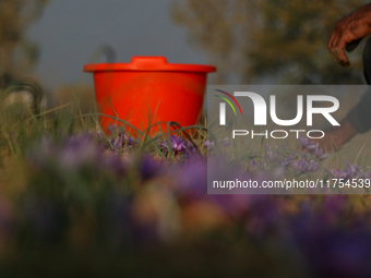 A Kashmiri man plucks saffron flowers during the harvest season in the Pampore area of Pulwama, south of Srinagar, Indian Administered Kashm...