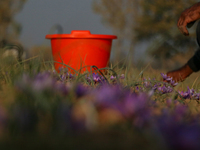 A Kashmiri man plucks saffron flowers during the harvest season in the Pampore area of Pulwama, south of Srinagar, Indian Administered Kashm...