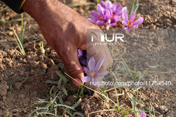 A Kashmiri man plucks saffron flowers during the harvest season in the Pampore area of Pulwama, south of Srinagar, Indian Administered Kashm...