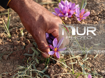 A Kashmiri man plucks saffron flowers during the harvest season in the Pampore area of Pulwama, south of Srinagar, Indian Administered Kashm...