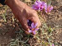 A Kashmiri man plucks saffron flowers during the harvest season in the Pampore area of Pulwama, south of Srinagar, Indian Administered Kashm...