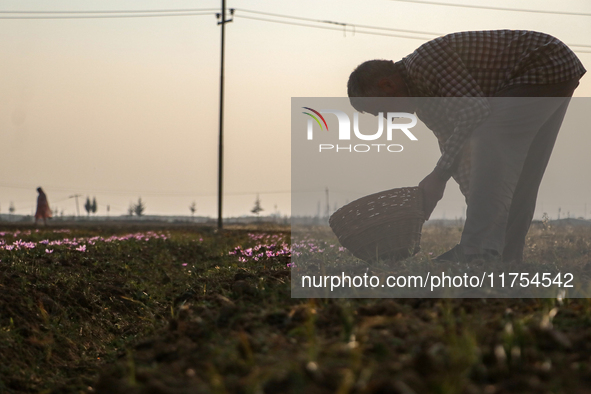 A Kashmiri man plucks saffron flowers during the harvest season in the Pampore area of Pulwama, south of Srinagar, Indian Administered Kashm...