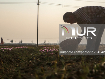 A Kashmiri man plucks saffron flowers during the harvest season in the Pampore area of Pulwama, south of Srinagar, Indian Administered Kashm...