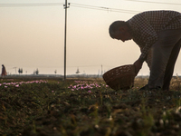 A Kashmiri man plucks saffron flowers during the harvest season in the Pampore area of Pulwama, south of Srinagar, Indian Administered Kashm...