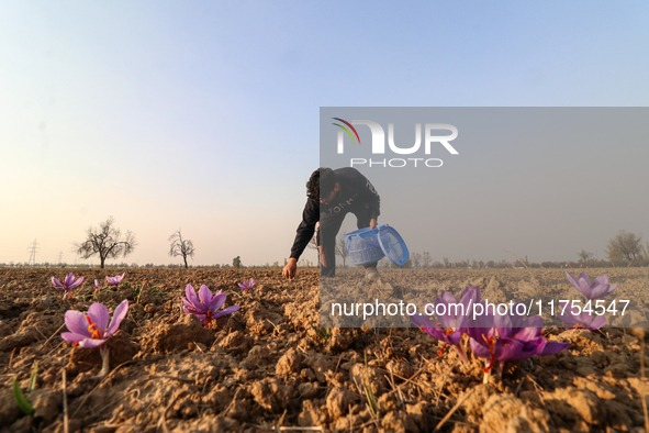 A Kashmiri man plucks saffron flowers during the harvest season in the Pampore area of Pulwama, south of Srinagar, Indian Administered Kashm...