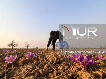 A Kashmiri man plucks saffron flowers during the harvest season in the Pampore area of Pulwama, south of Srinagar, Indian Administered Kashm...