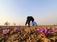 A Kashmiri man plucks saffron flowers during the harvest season in the Pampore area of Pulwama, south of Srinagar, Indian Administered Kashm...