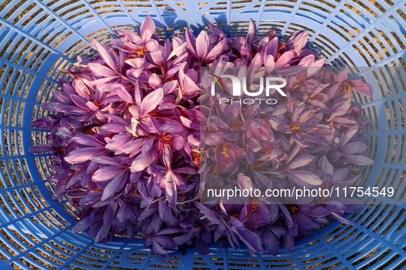 Harvested saffron flowers are kept in a basket during the harvest season in Pampore area of Pulwama, south of Srinagar, Indian Administered...