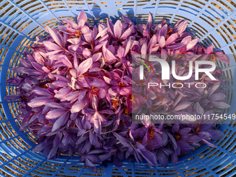 Harvested saffron flowers are kept in a basket during the harvest season in Pampore area of Pulwama, south of Srinagar, Indian Administered...