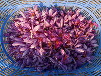 Harvested saffron flowers are kept in a basket during the harvest season in Pampore area of Pulwama, south of Srinagar, Indian Administered...