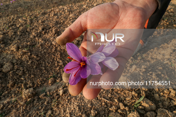 A Kashmiri man displays a saffron flower during the harvest season in Pampore area of Pulwama, south of Srinagar, Indian Administered Kashmi...