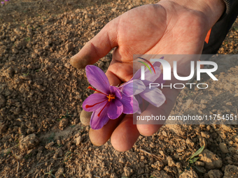 A Kashmiri man displays a saffron flower during the harvest season in Pampore area of Pulwama, south of Srinagar, Indian Administered Kashmi...