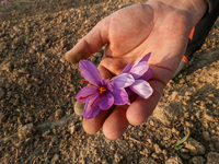 A Kashmiri man displays a saffron flower during the harvest season in Pampore area of Pulwama, south of Srinagar, Indian Administered Kashmi...