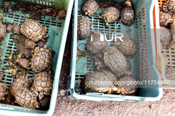 Tutles are sold from a plastic box on a street in Tozeur, central Tunisia on October 28, 2024. 