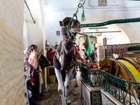 A camel lifts water from a well in an Old Town of Kairouan in central Tunisia on October30, 2024. (