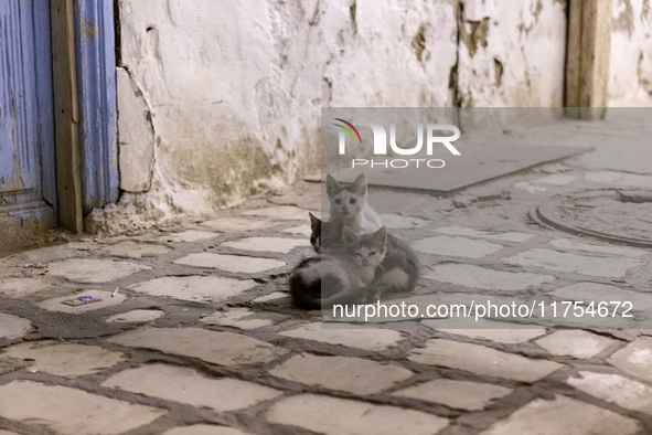 Kittens are seen in an Old Town of Kairouan in central Tunisia on October 31, 2024. 