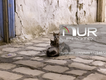 Kittens are seen in an Old Town of Kairouan in central Tunisia on October 31, 2024. (