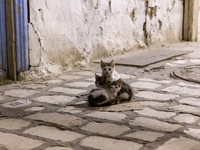 Kittens are seen in an Old Town of Kairouan in central Tunisia on October 31, 2024. (