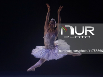 Dancers rehearse a fragment of the work Swan Lake at the Palace of Fine Arts in Mexico City, on November 8, 2024. The choreographic version...