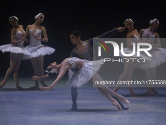 Dancers rehearse a fragment of the work Swan Lake at the Palace of Fine Arts in Mexico City, on November 8, 2024. The choreographic version...