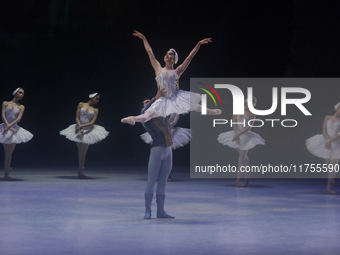 Dancers rehearse a fragment of the work Swan Lake at the Palace of Fine Arts in Mexico City, on November 8, 2024. The choreographic version...