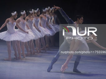 Dancers rehearse a fragment of the work Swan Lake at the Palace of Fine Arts in Mexico City, on November 8, 2024. The choreographic version...