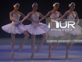 Dancers rehearse a fragment of the work Swan Lake at the Palace of Fine Arts in Mexico City, on November 8, 2024. The choreographic version...