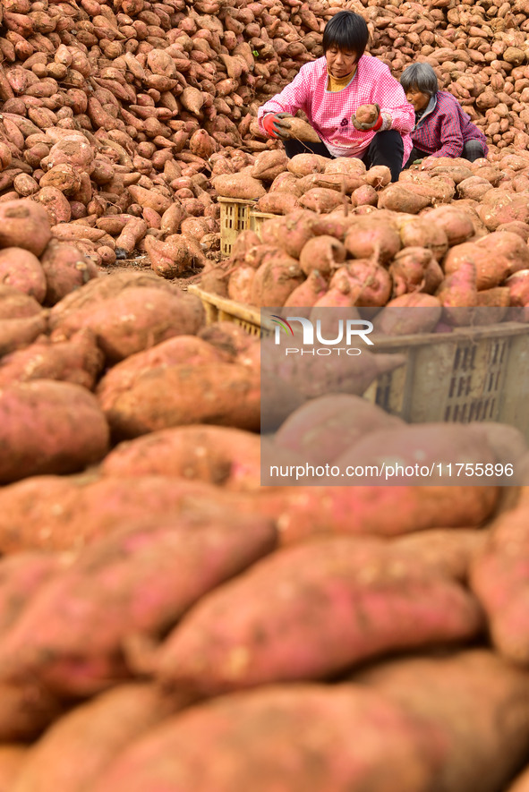 A farmer sorts high-quality sweet potatoes in Zaozhuang, China, on November 9, 2024. 