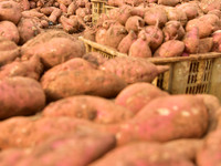 A farmer sorts high-quality sweet potatoes in Zaozhuang, China, on November 9, 2024. (