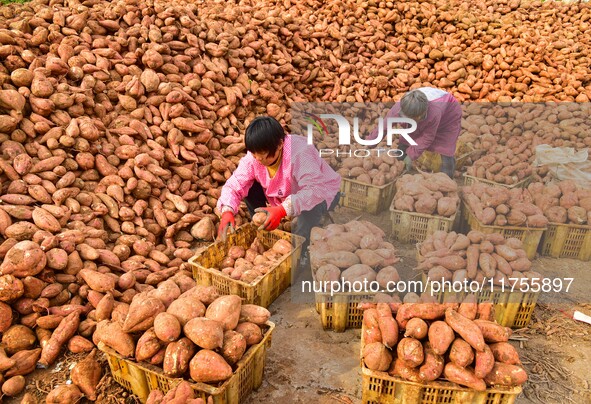 A farmer sorts high-quality sweet potatoes in Zaozhuang, China, on November 9, 2024. 