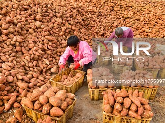 A farmer sorts high-quality sweet potatoes in Zaozhuang, China, on November 9, 2024. (