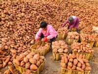 A farmer sorts high-quality sweet potatoes in Zaozhuang, China, on November 9, 2024. (