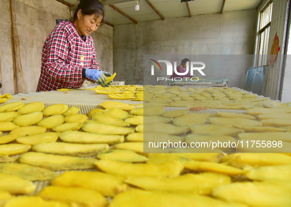 A farmer nets dried, sliced sweet potatoes for baking in Zaozhuang, China, on November 9, 2024. 