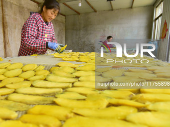 A farmer nets dried, sliced sweet potatoes for baking in Zaozhuang, China, on November 9, 2024. (