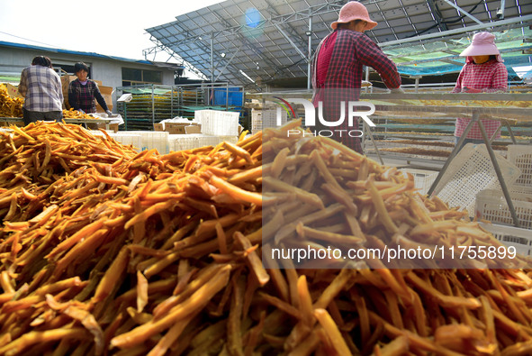 A farmer sorts dried sweet potatoes in Zaozhuang, China, on November 9, 2024. 