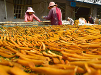 A farmer sorts dried sweet potatoes in Zaozhuang, China, on November 9, 2024. (