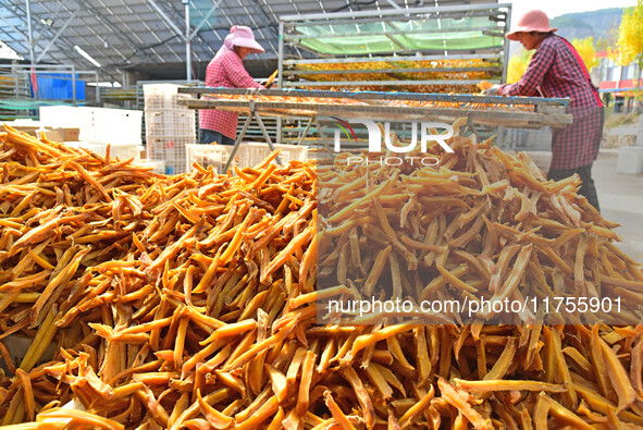 A farmer sorts dried sweet potatoes in Zaozhuang, China, on November 9, 2024. 