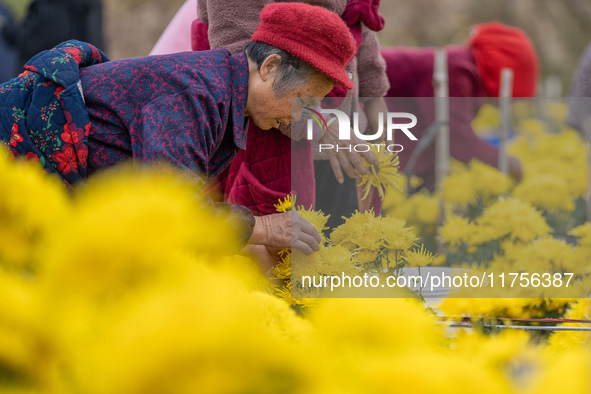 Farmers pick golden chrysanthemum at a Chinese herbal medicine cultivation cooperative plant base in Hefei, China, on November 9, 2024. 