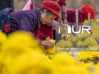 Farmers pick golden chrysanthemum at a Chinese herbal medicine cultivation cooperative plant base in Hefei, China, on November 9, 2024. (