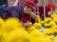 Farmers pick golden chrysanthemum at a Chinese herbal medicine cultivation cooperative plant base in Hefei, China, on November 9, 2024. (