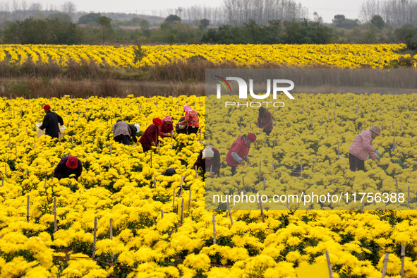 Farmers pick golden chrysanthemum at a Chinese herbal medicine cultivation cooperative plant base in Hefei, China, on November 9, 2024. 