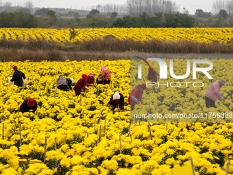 Farmers pick golden chrysanthemum at a Chinese herbal medicine cultivation cooperative plant base in Hefei, China, on November 9, 2024. (